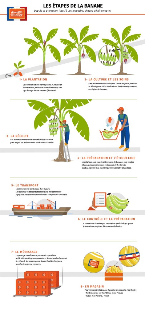 infographie - culture de la banane