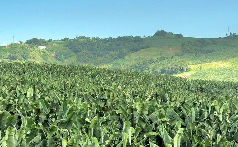 Environnement : La Banane de Guadeloupe & Martinique fait le bilan